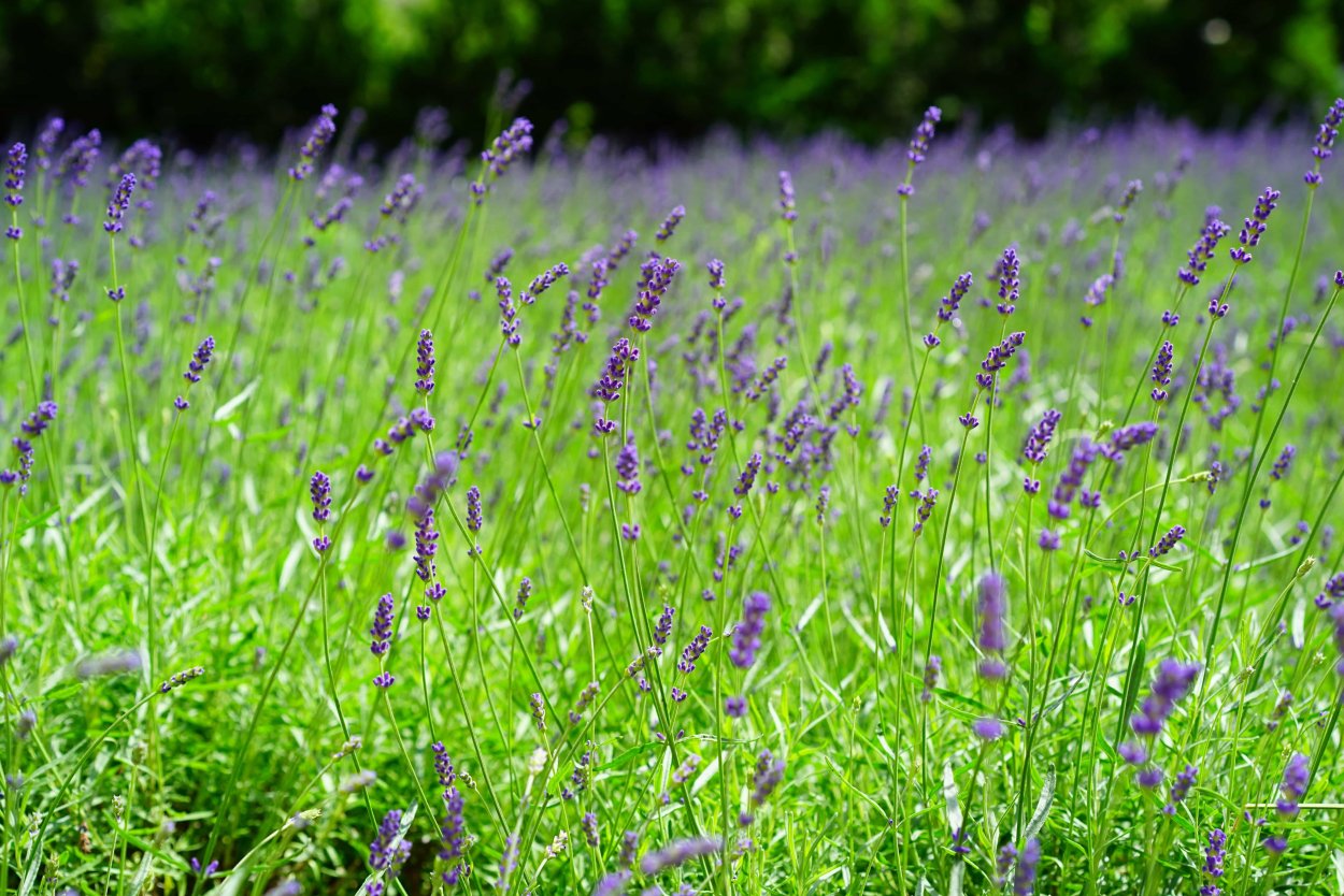 Цветок лаванды лекарственной