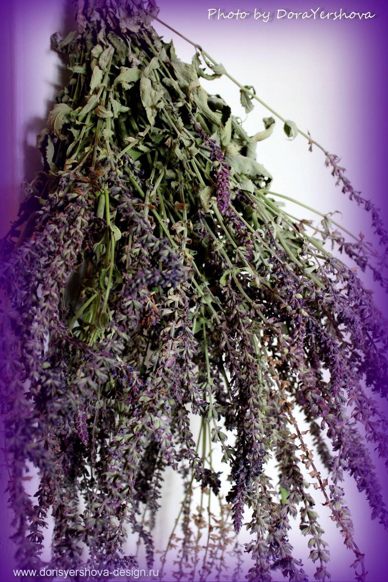 Пряное растение с сиреневыми цветами