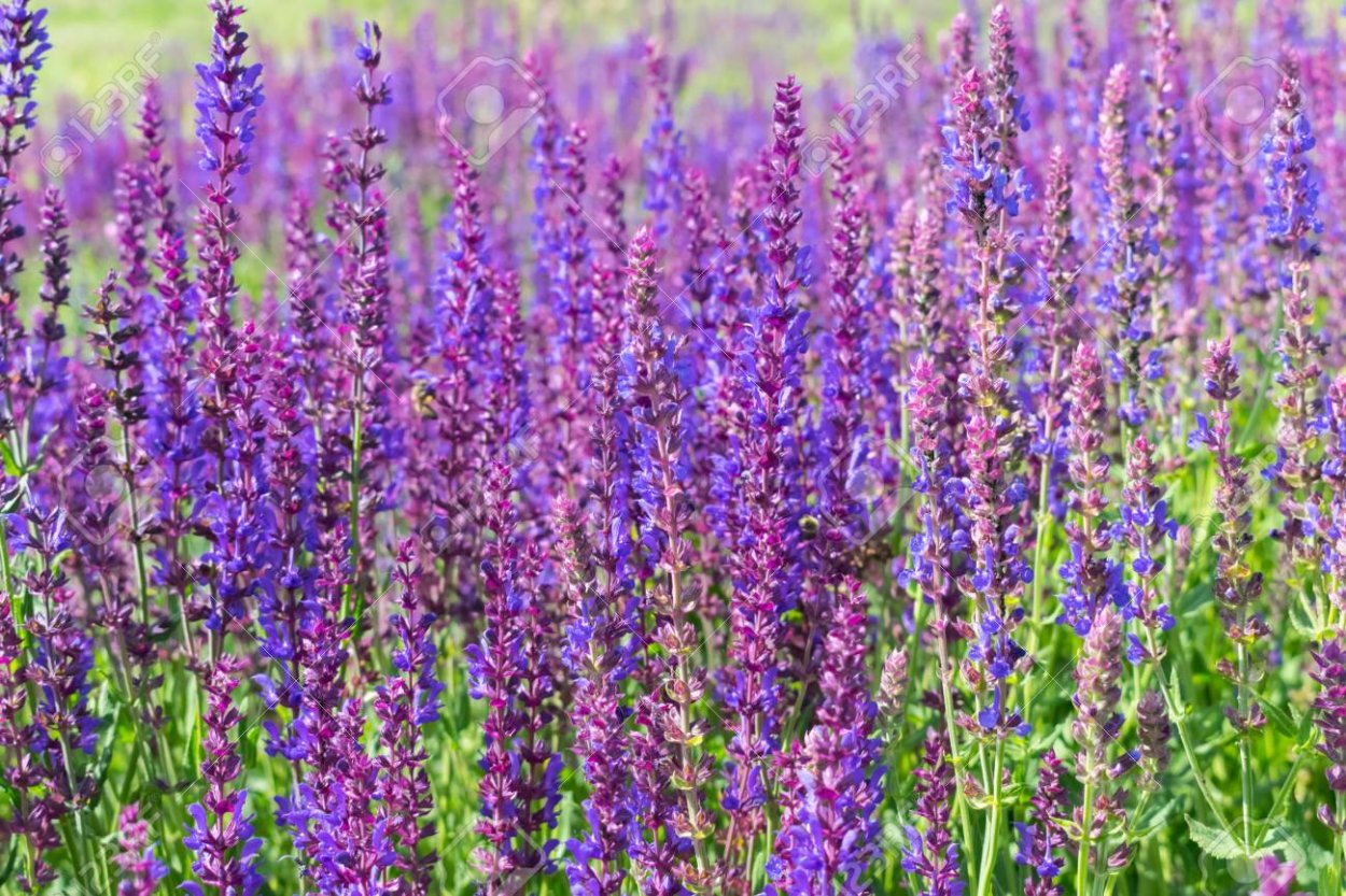 Иссоп синий зверобой