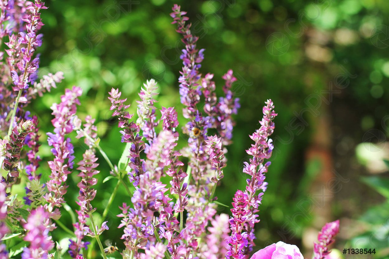 Фиолетовая трава для чая