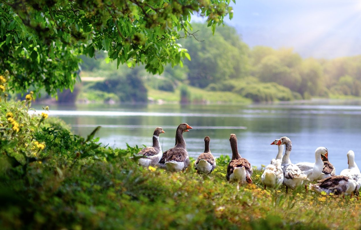 Гуси на траве