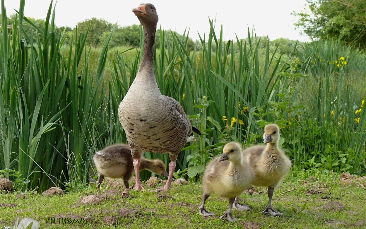 Маленькие Дикие утята