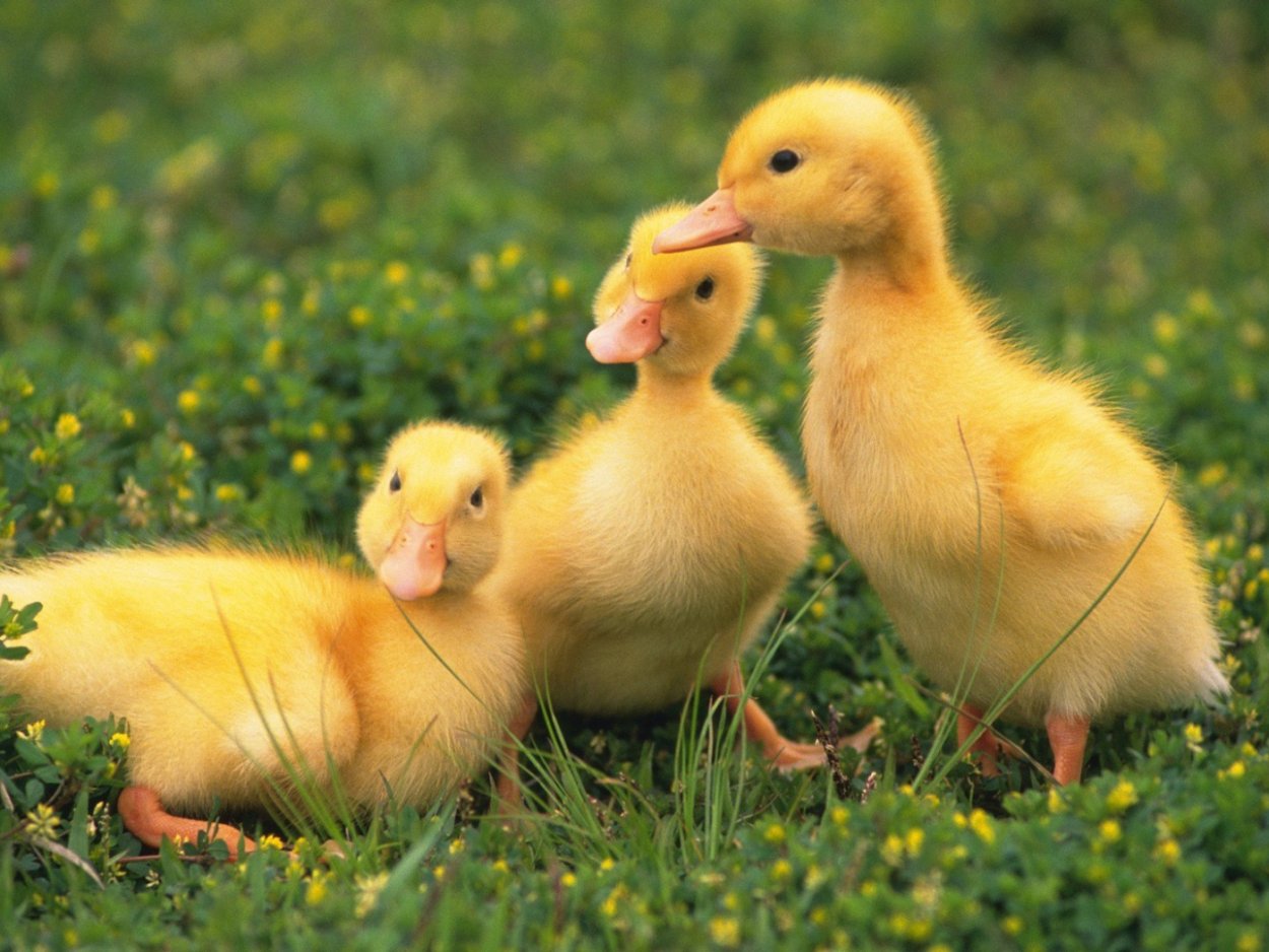 Черри-Велли утки бройлеры