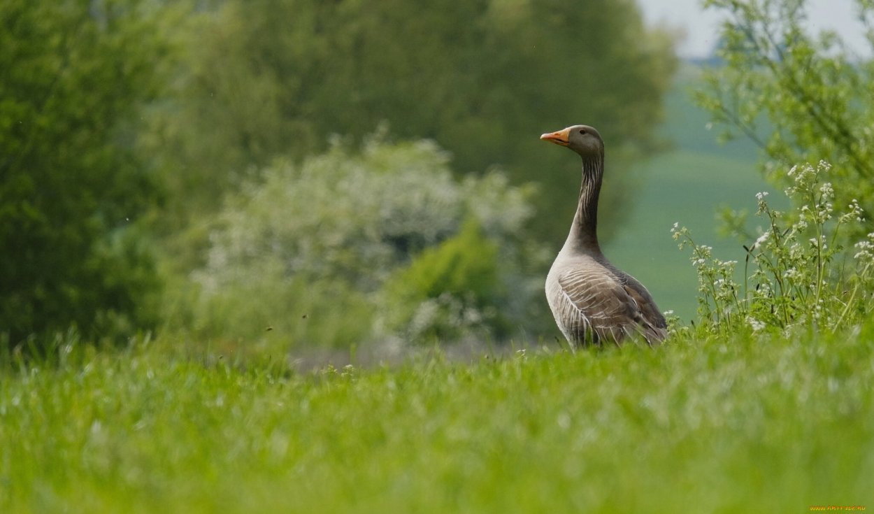 Гусыня с гусятами