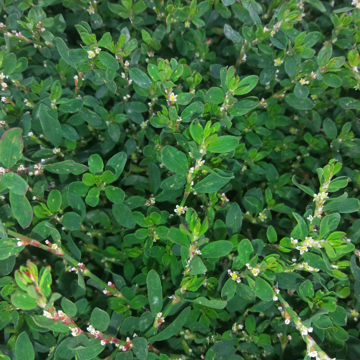 Трава надрывница