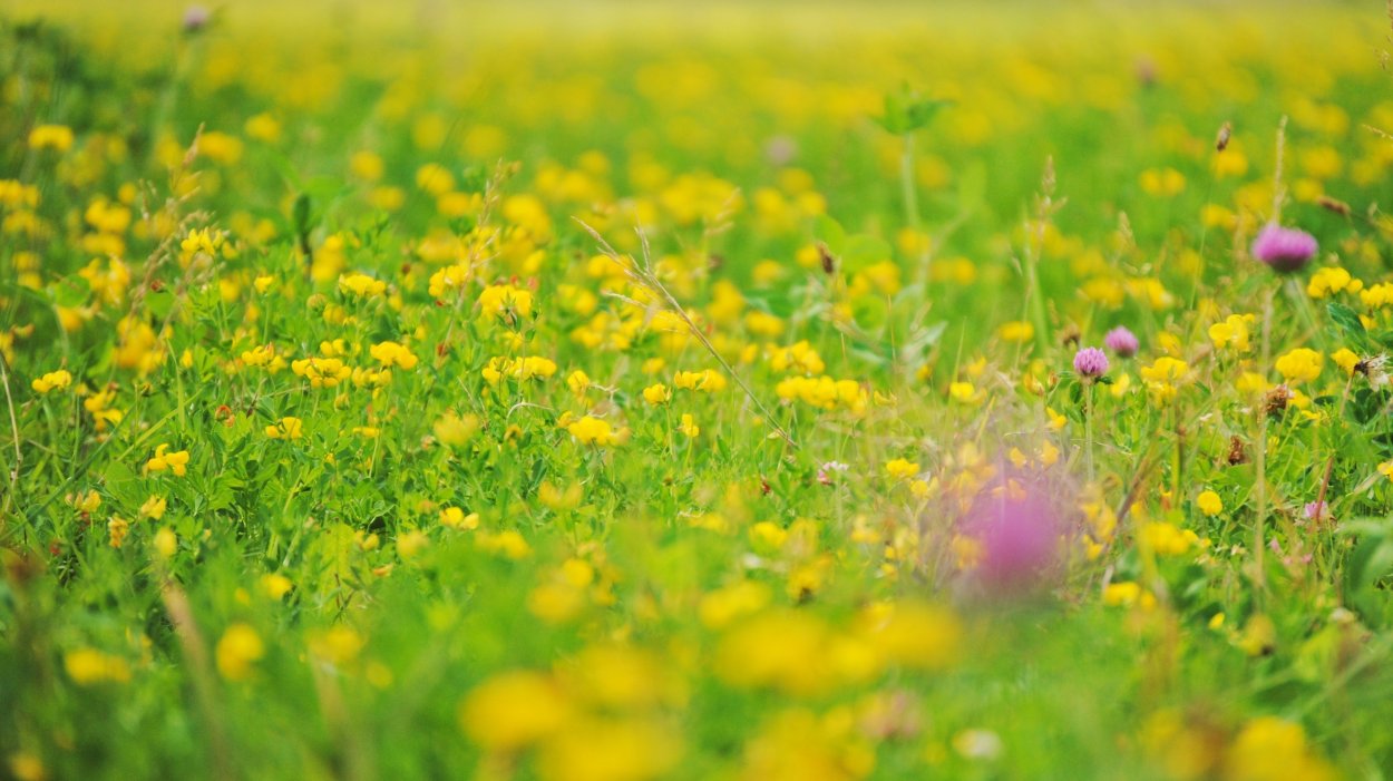 Овес зеленый