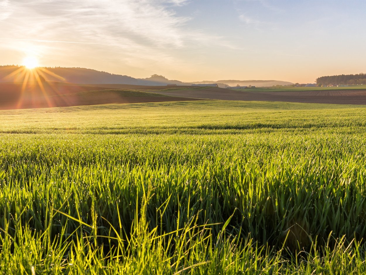 Майская трава