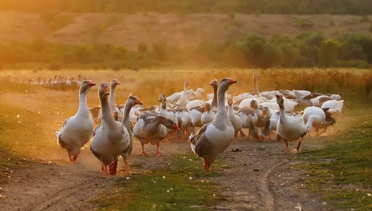 Горец птичий спорыш
