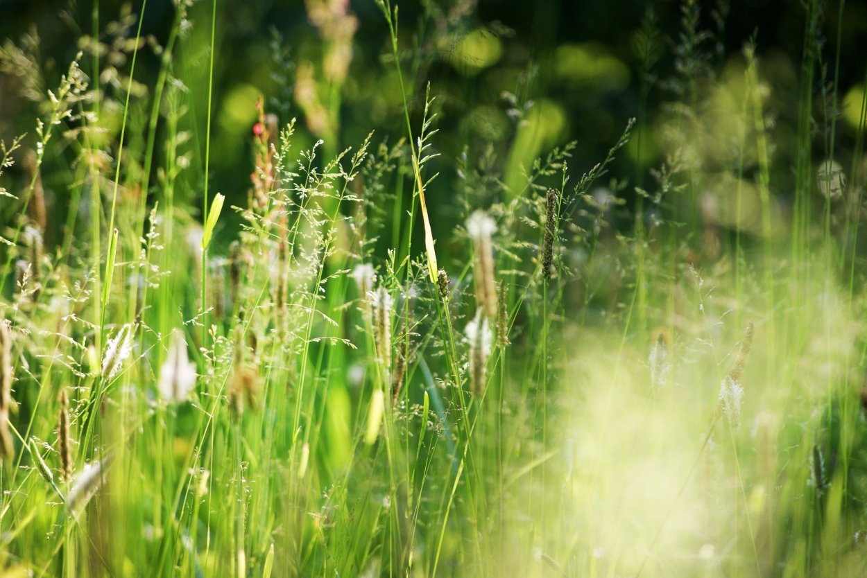 Гусиная трава