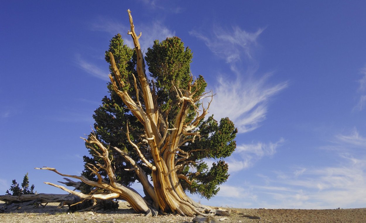 Причудливые деревья