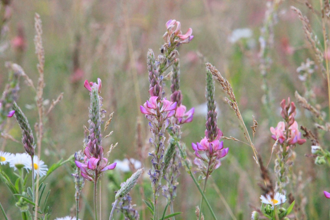 Курятник в селе