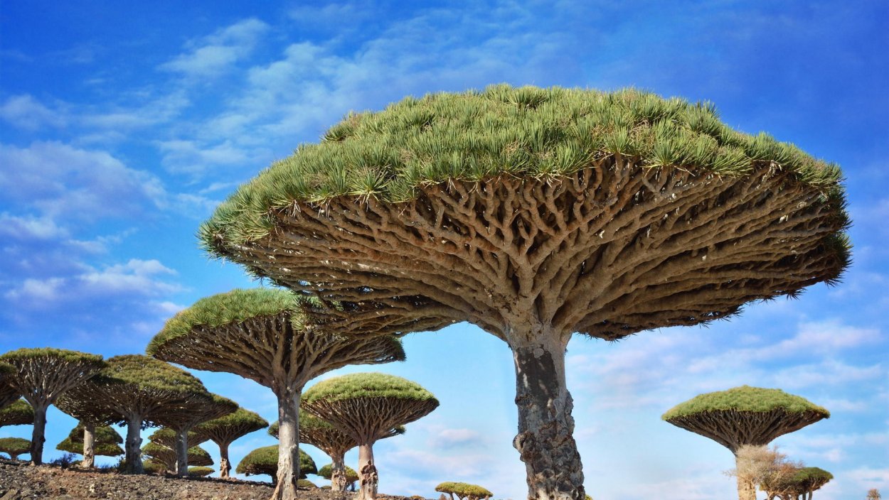 Драконово дерево