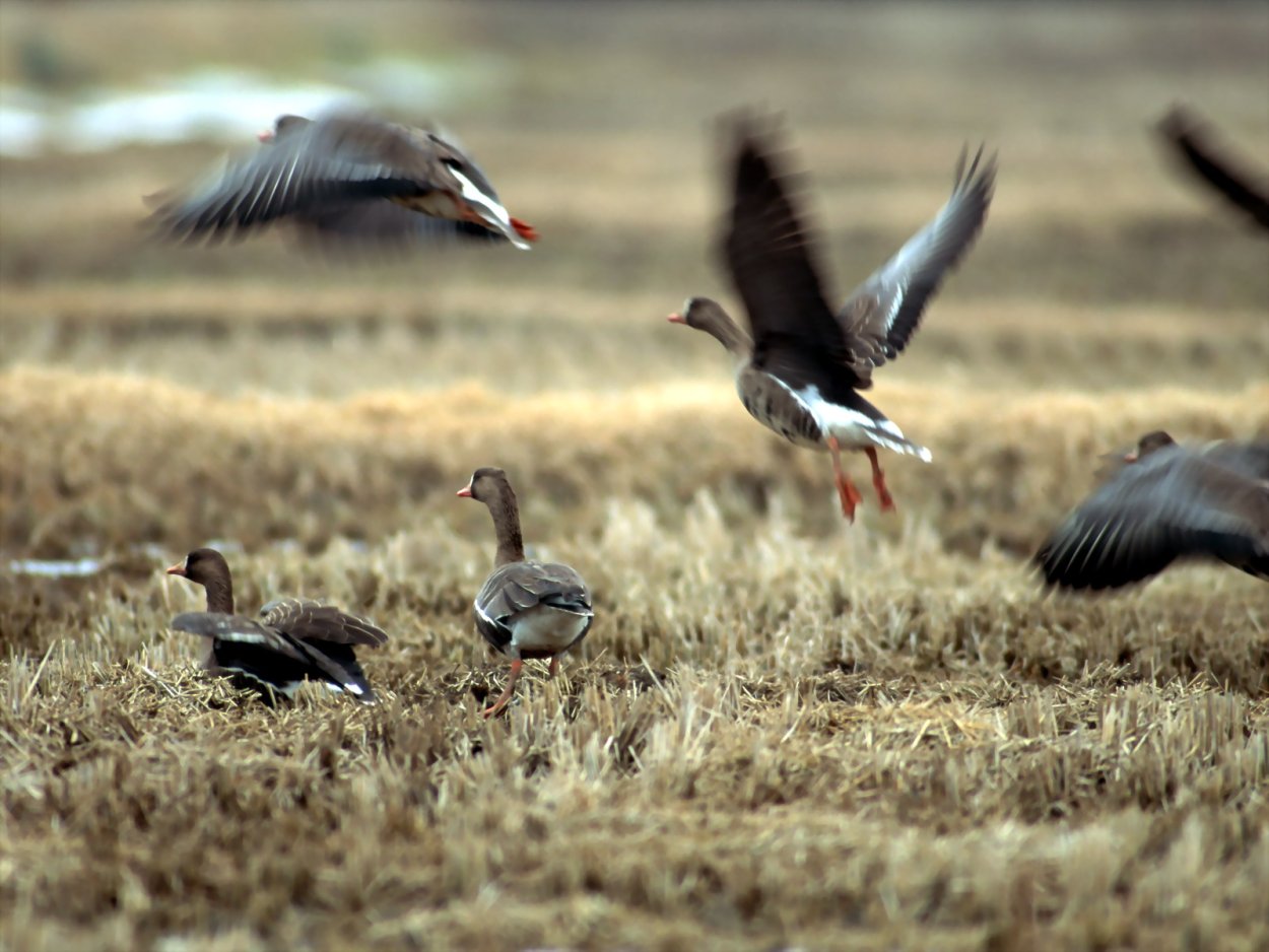 Птицы над полем