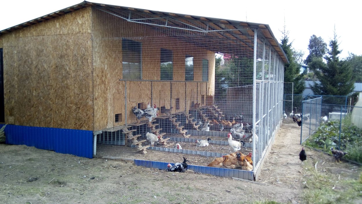 Корень травы гусятника