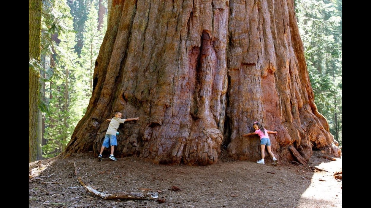 Прекрасное дерево