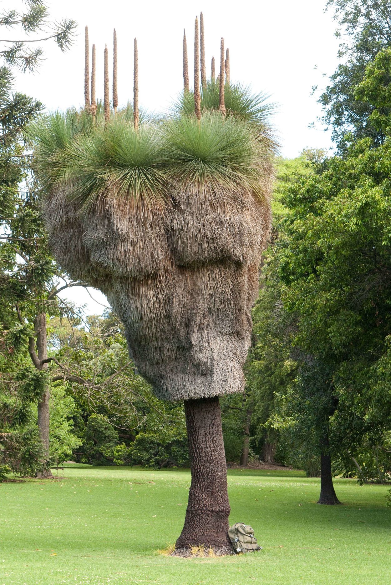 Эвкалипт Центурион