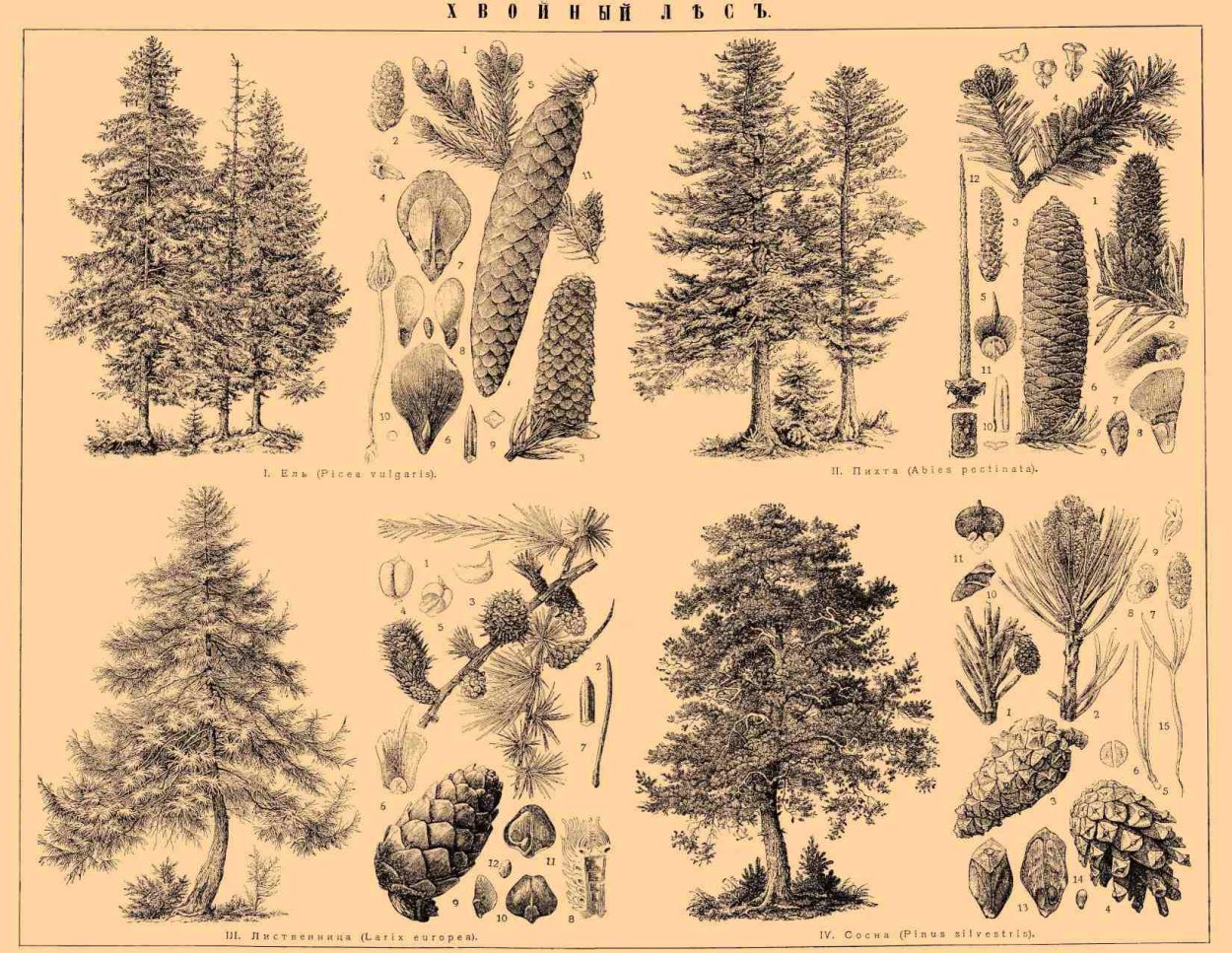 Хвойные деревья в графике
