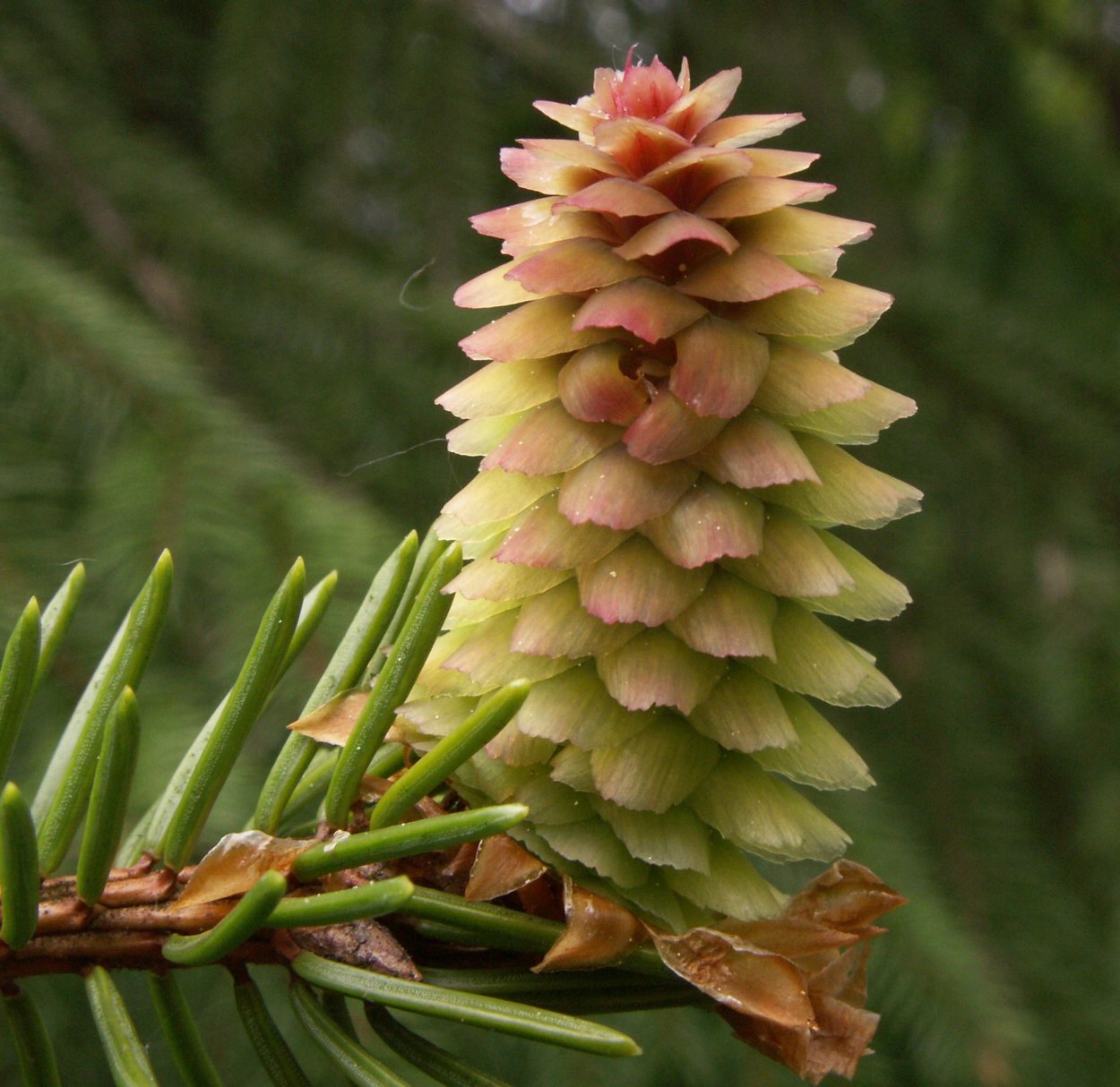 Picea Abies Chub