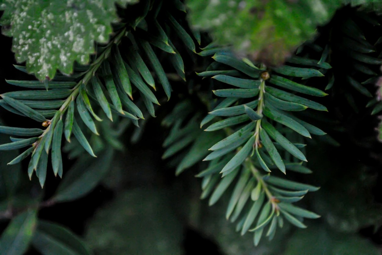 Пихта листья хвоинки