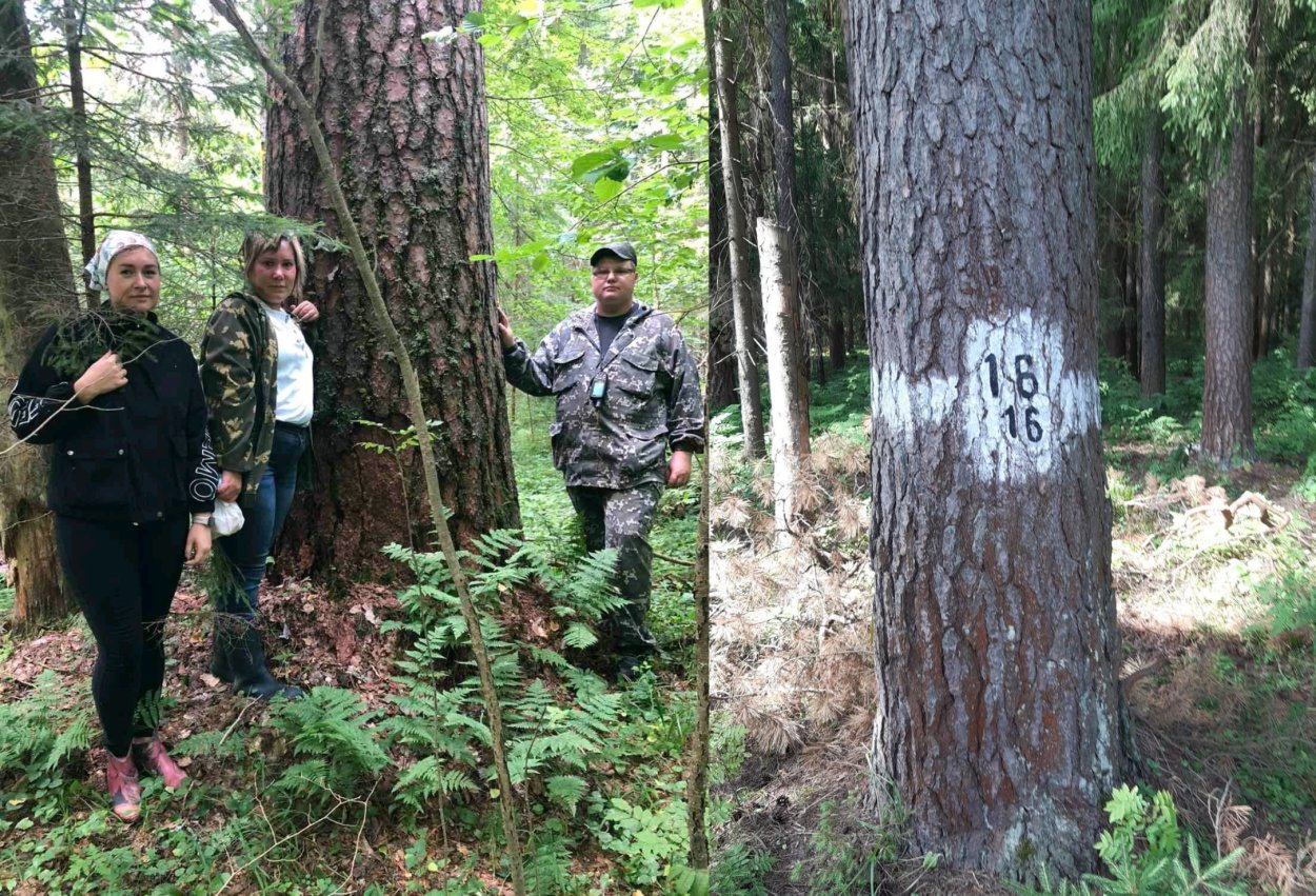 Владимирское лесничество