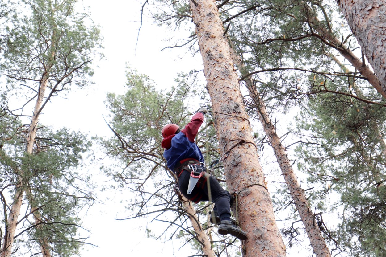 Секвойя человек генерал Шерман