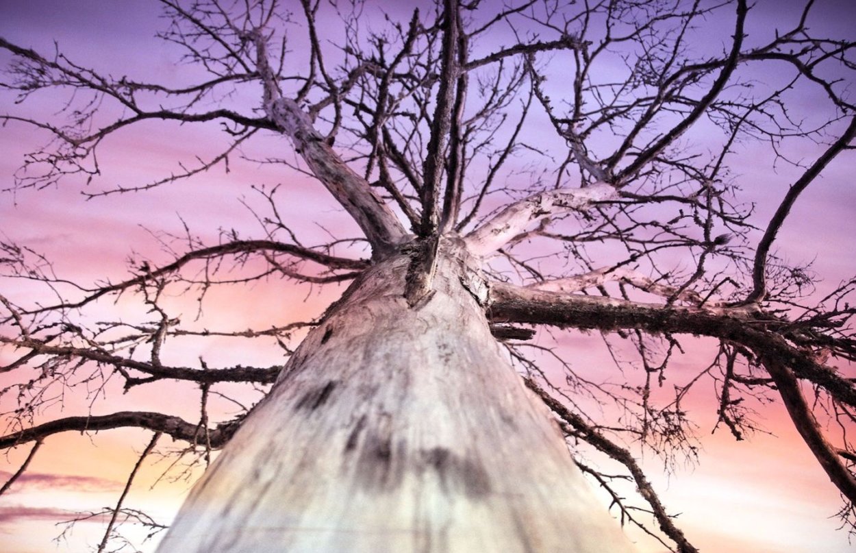 Генерал Шерман (дерево)