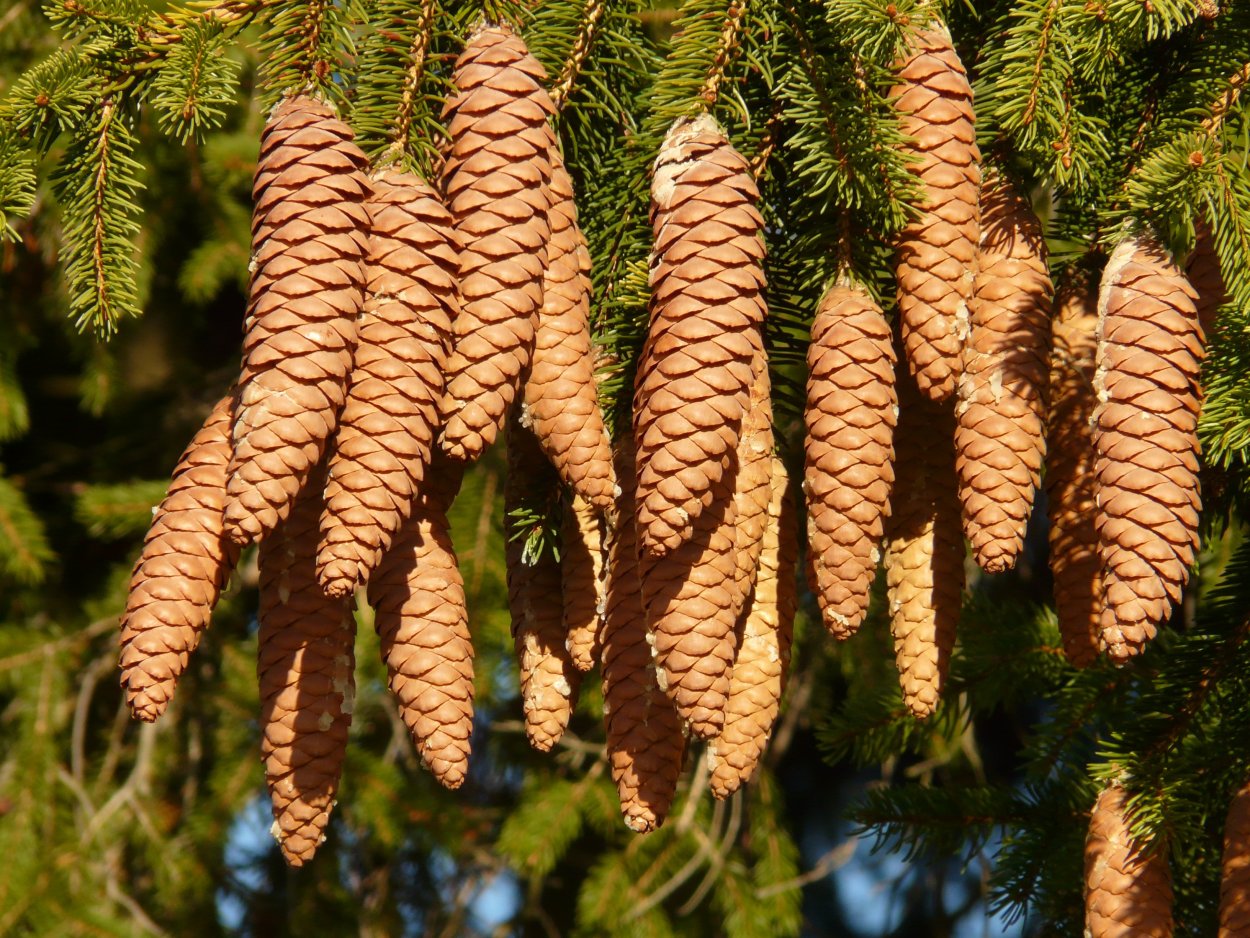 Picea Abies Velopoli