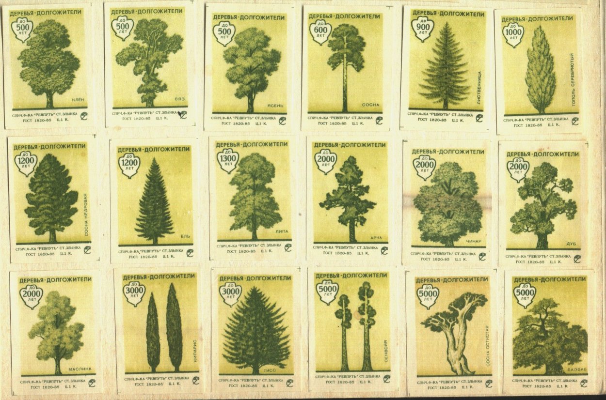 Хвойные деревья названия