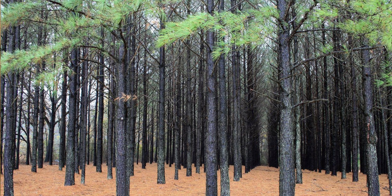 Крона дерева снизу