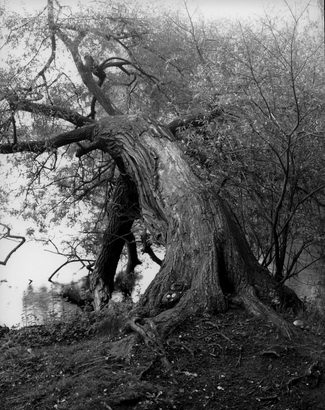 Спил дерева