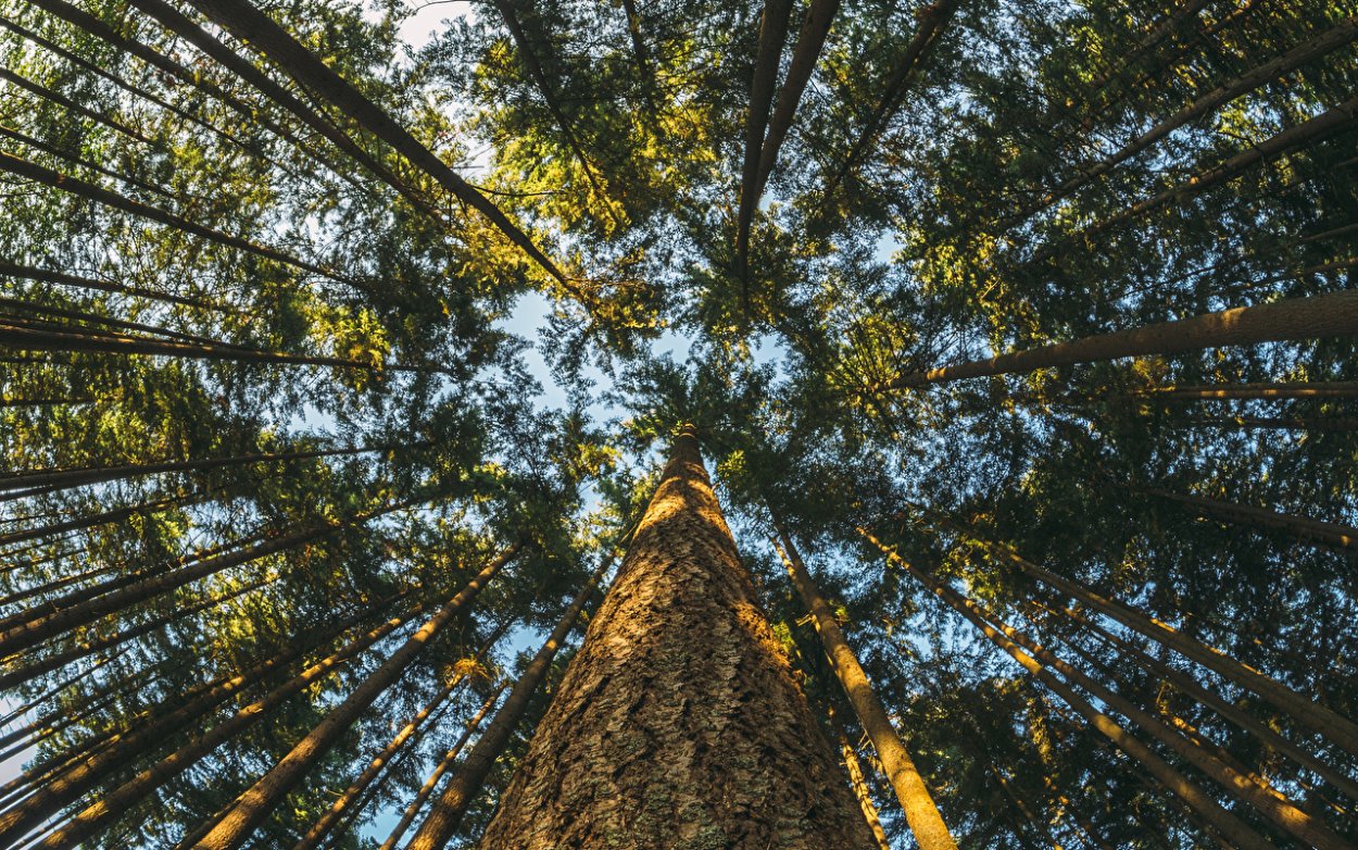 Гриб и балерина на дереве