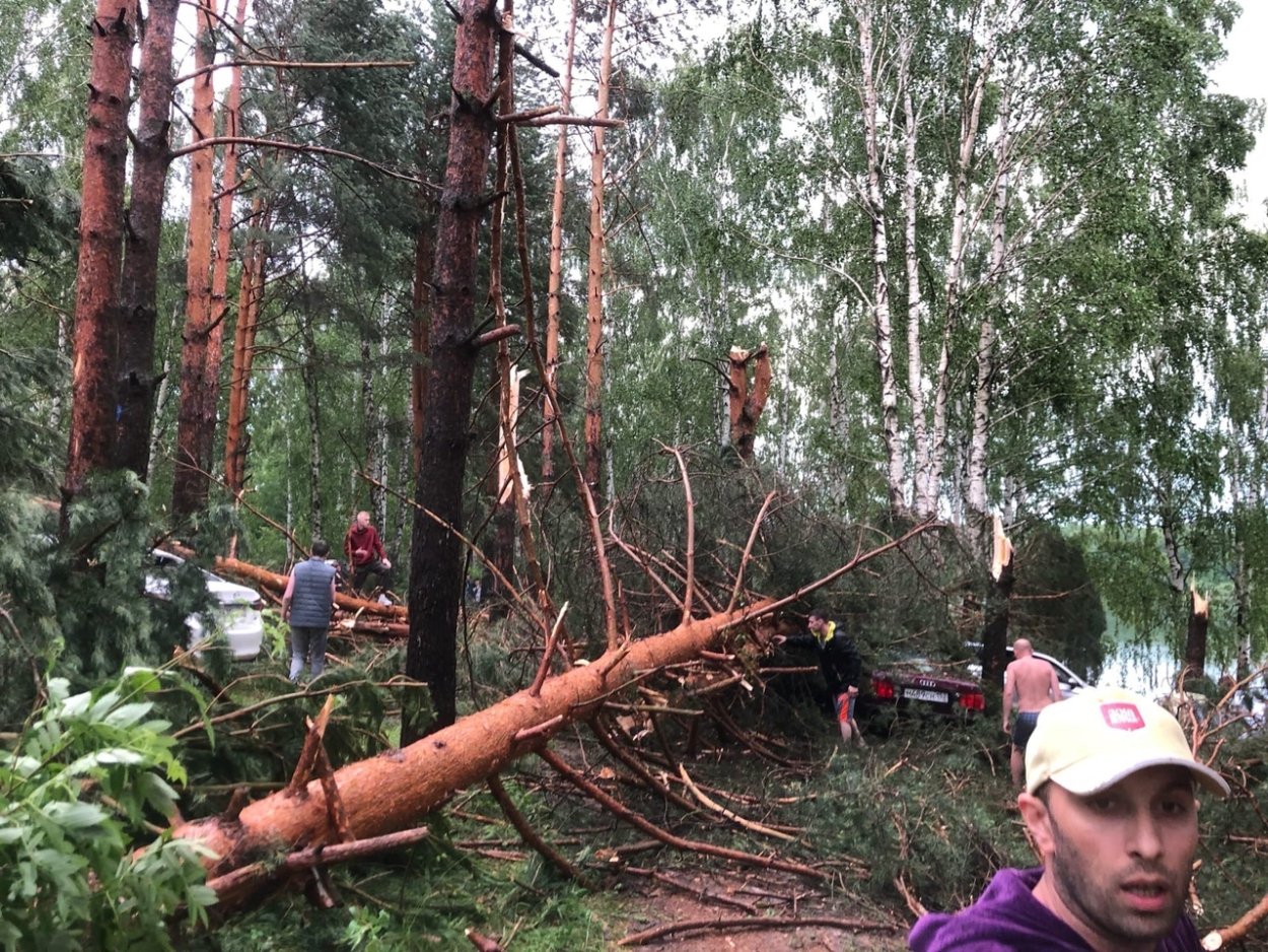 Сосна обыкновенная Лесная