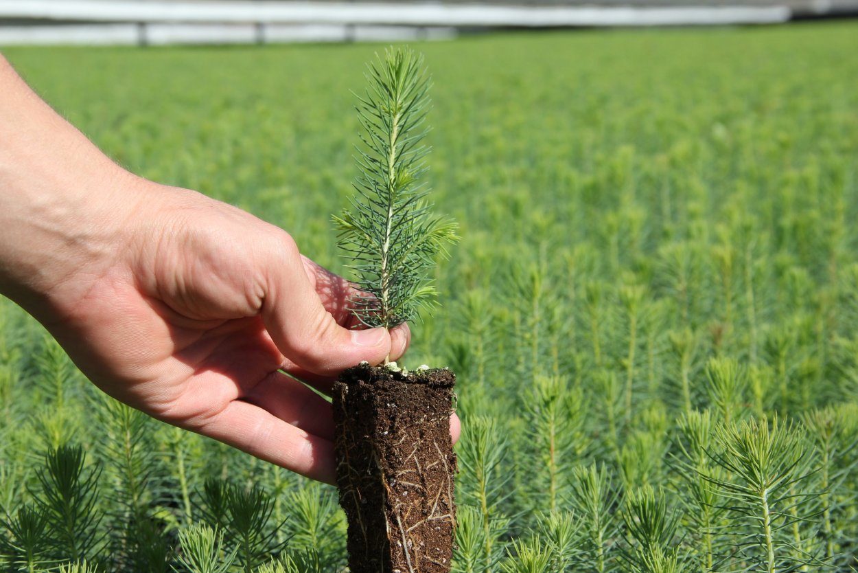 Поваленное дерево