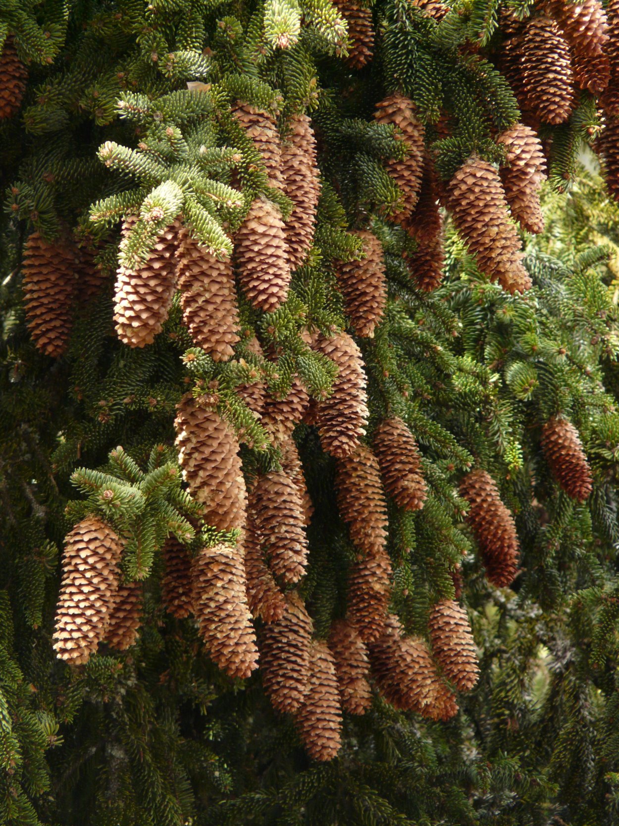 Ель красная Picea Rubens