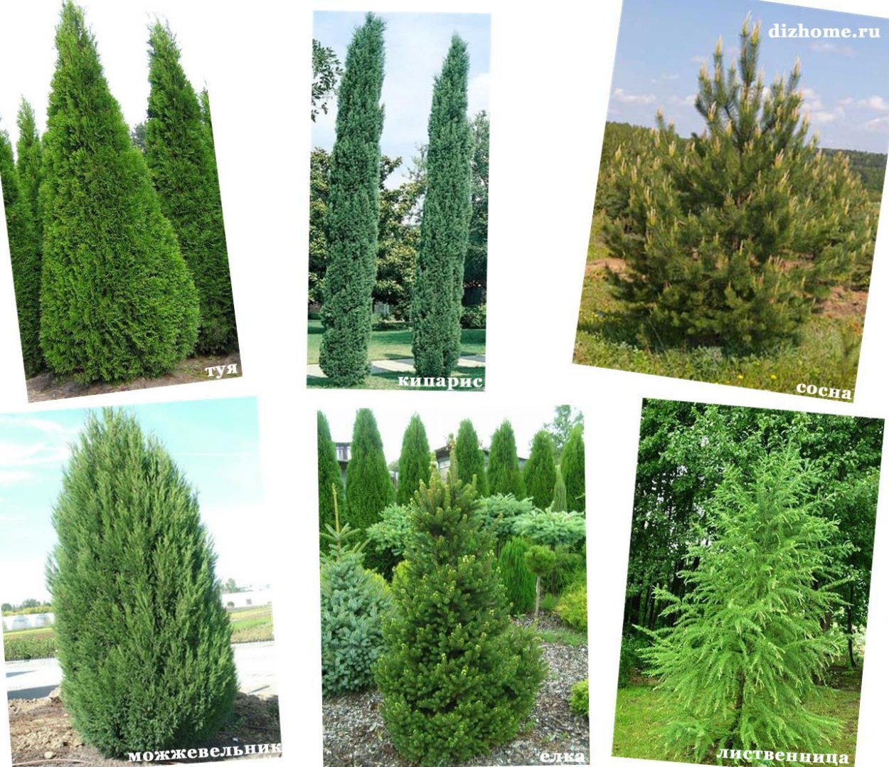 Туя и пихта