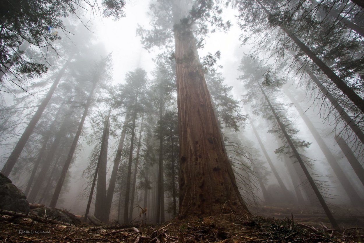 ЗКС сеянцы сосны