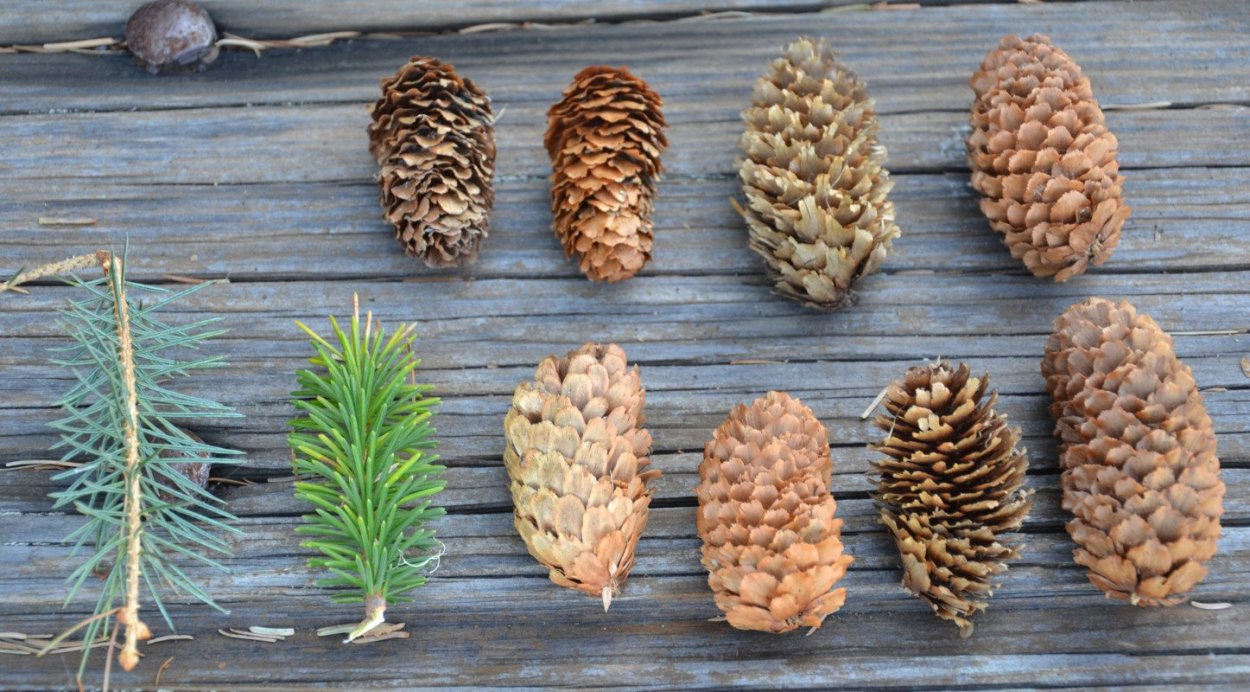 Сибирская сосна шишки, хвои семена