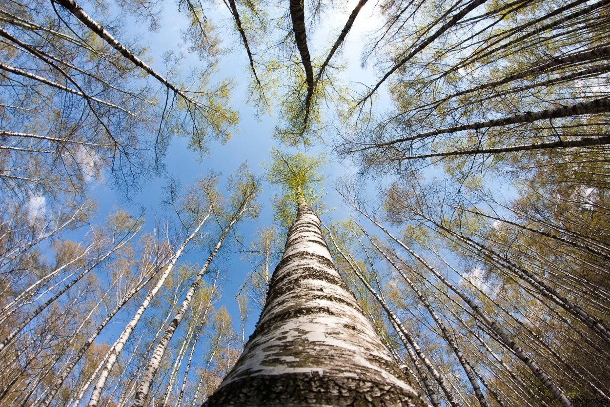 Гиперион дерево сравнение