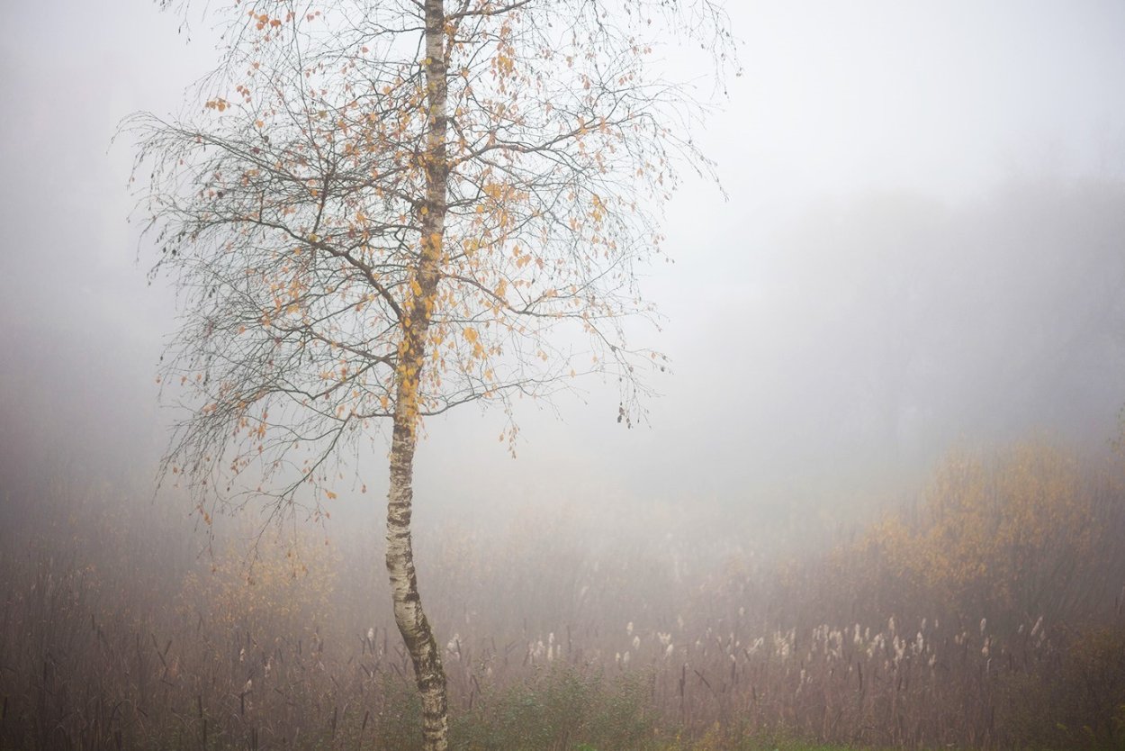 Высокие деревья в тумане