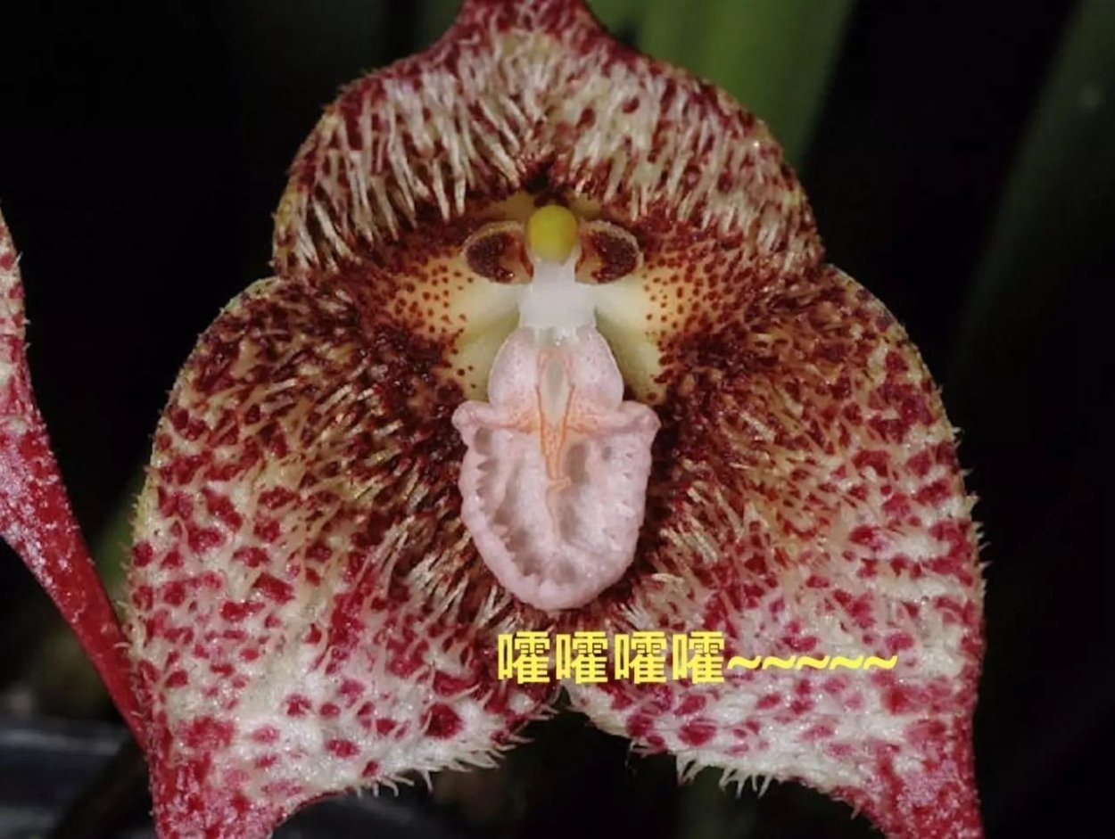 Орхидея Дракула башмачок