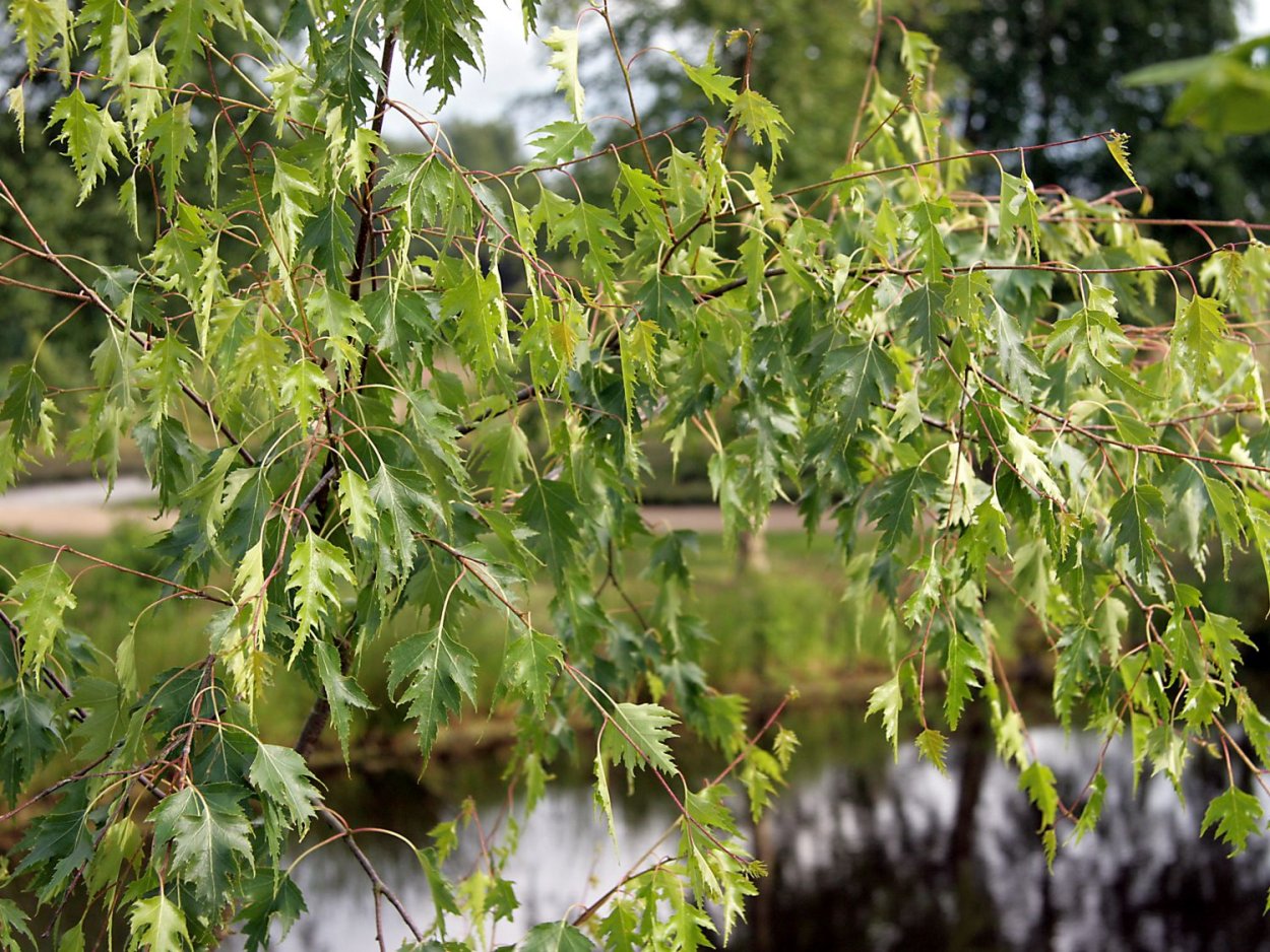 Betula utilis 'Grayswood Ghost'