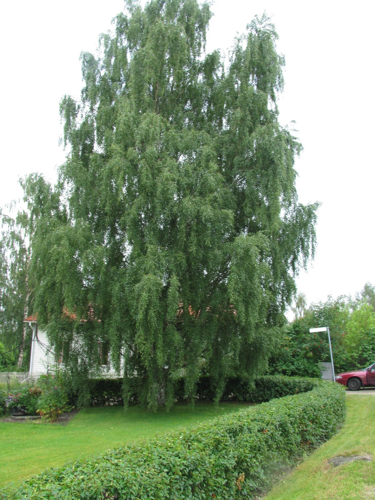 Береза кустовая "Betula fruticosa"