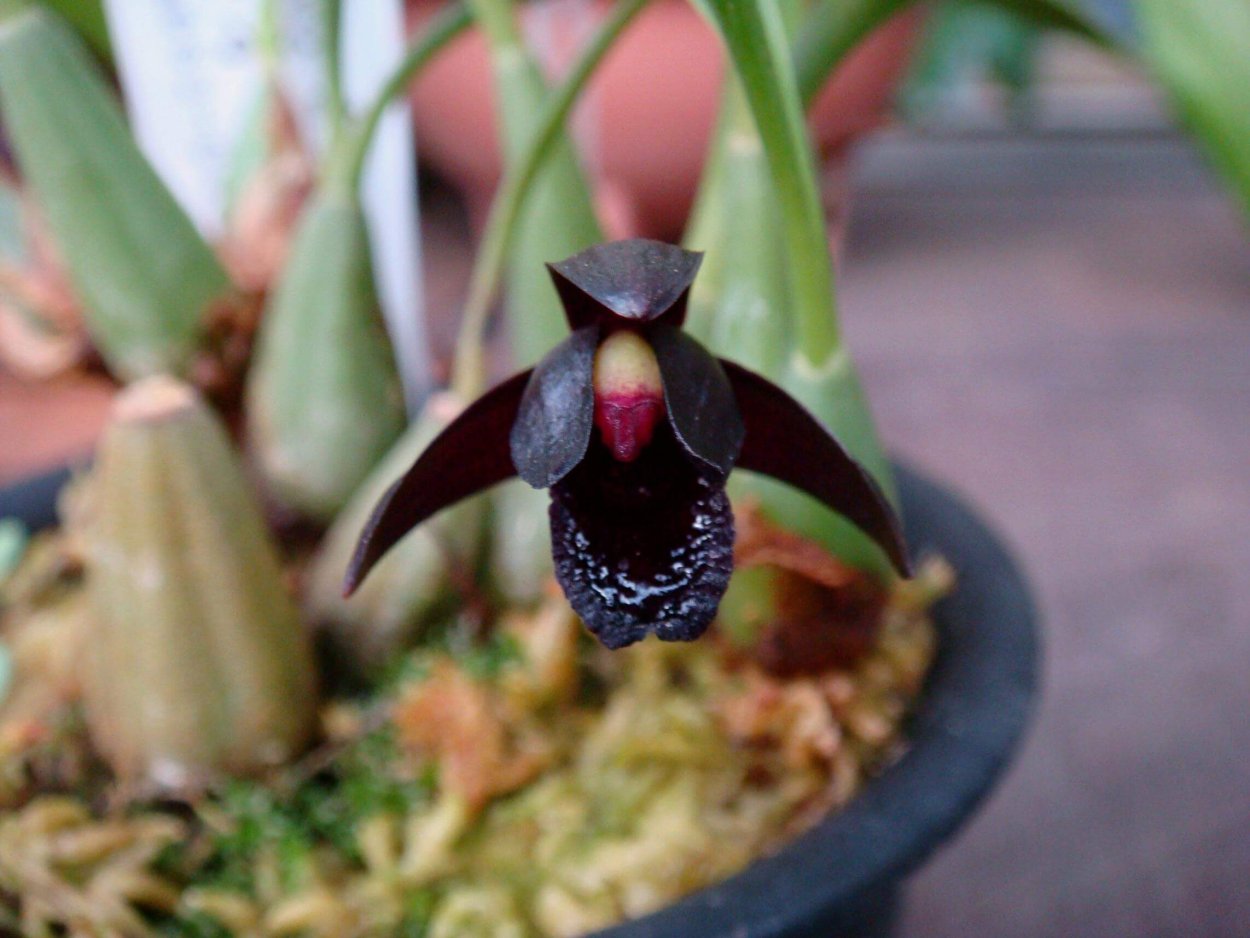 Brasiliorchis schunkeana