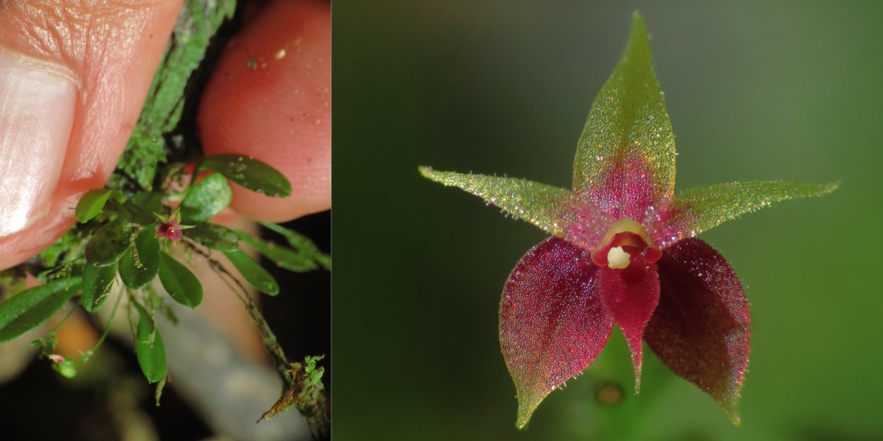 Орхидея Обезьянья Дракула