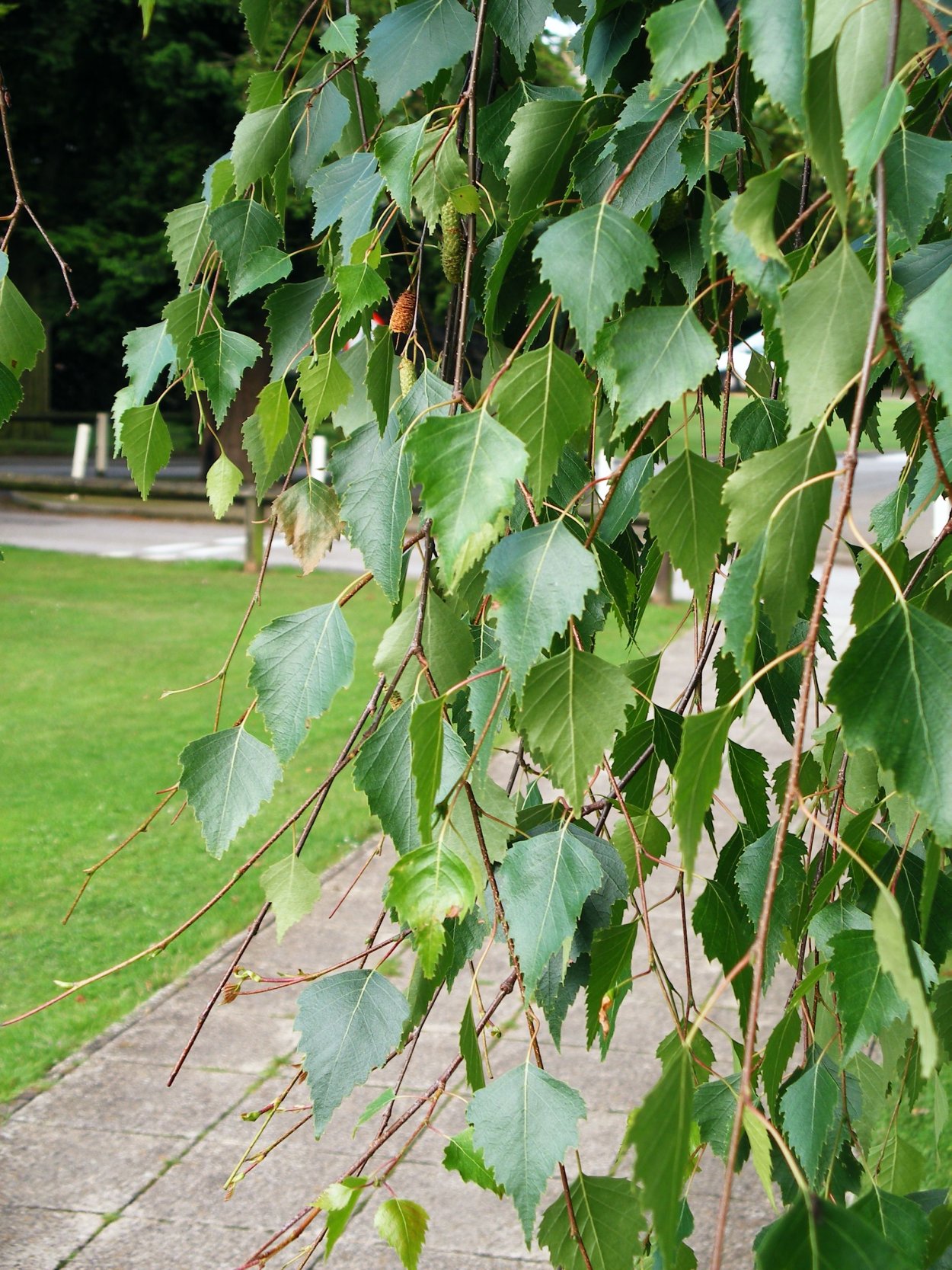 Березы разные в сортах