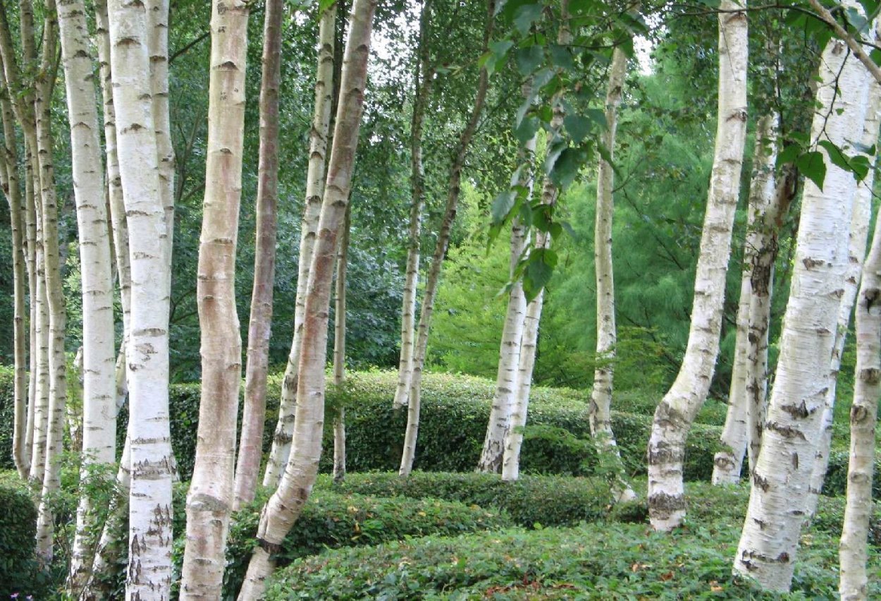 Betula pendula Roth