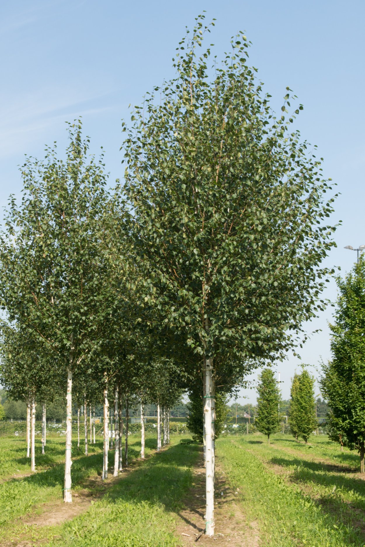 Береза Жакмана Doorenbos