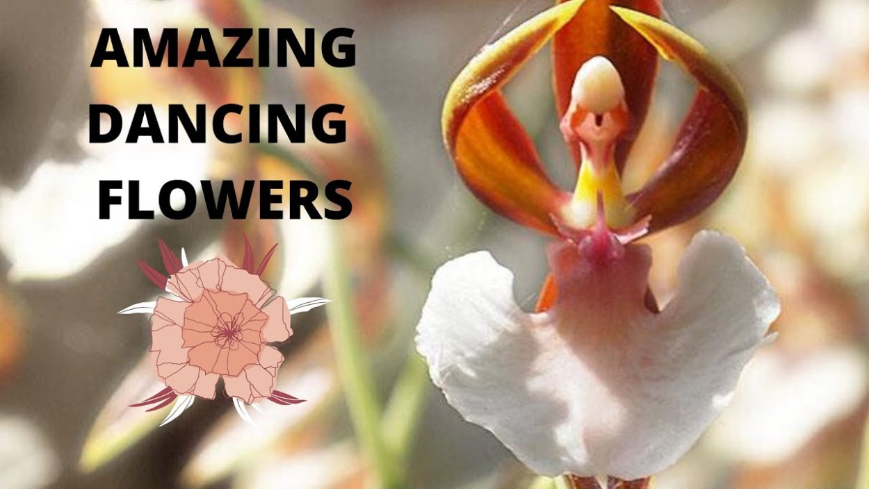 Цветы похожие на людей