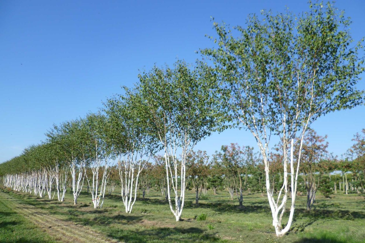 Береза Жакмана Дооренбос