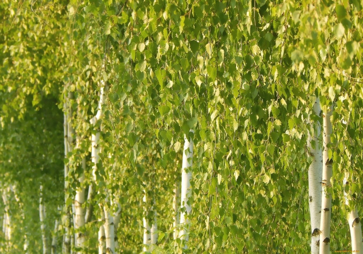 Береза бумажная Betula papyrifera